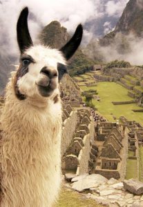 Llamas and Machu Picchu