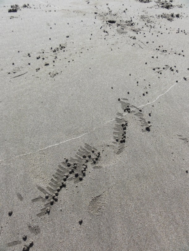 Little balls of sand made by crabs building their little crab houses.