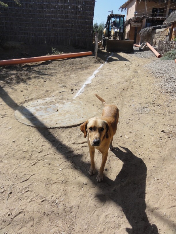 Tobi waving us off with his tail. If he had a CV, it would say 'flip flop thief extraordinaire'.