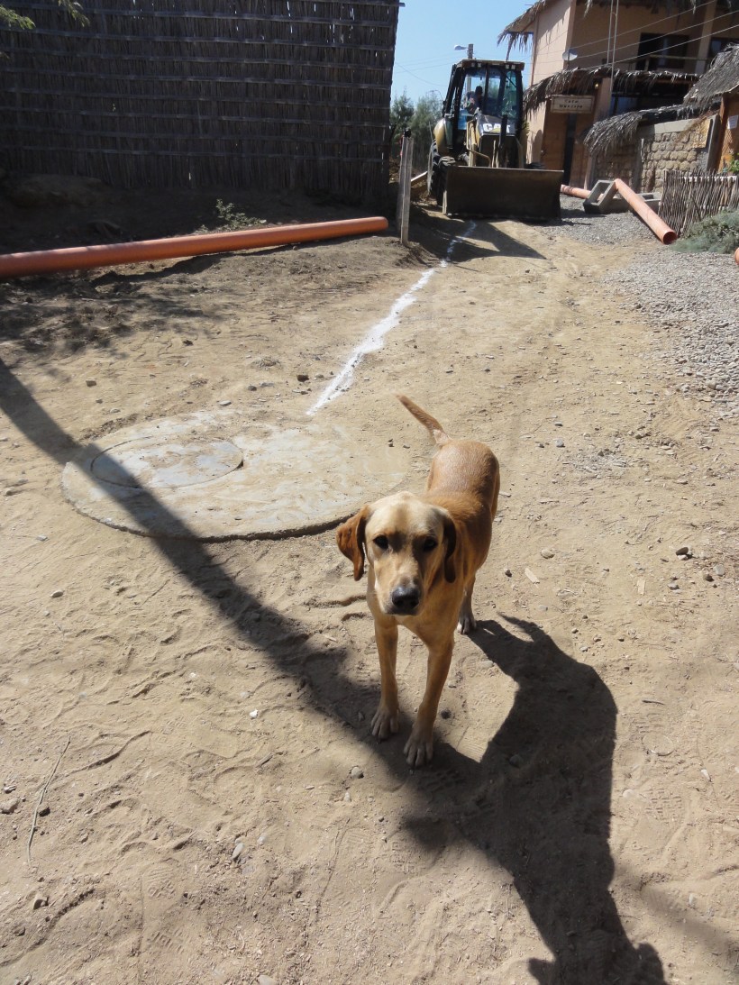 Tobi waving us off with his tail. If he had a CV, it would say 'flip flop thief extraordinaire'.