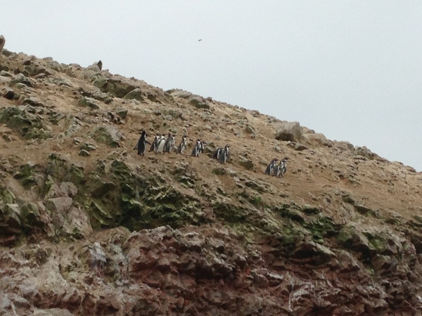 The little Humboldt penguins having a meeting