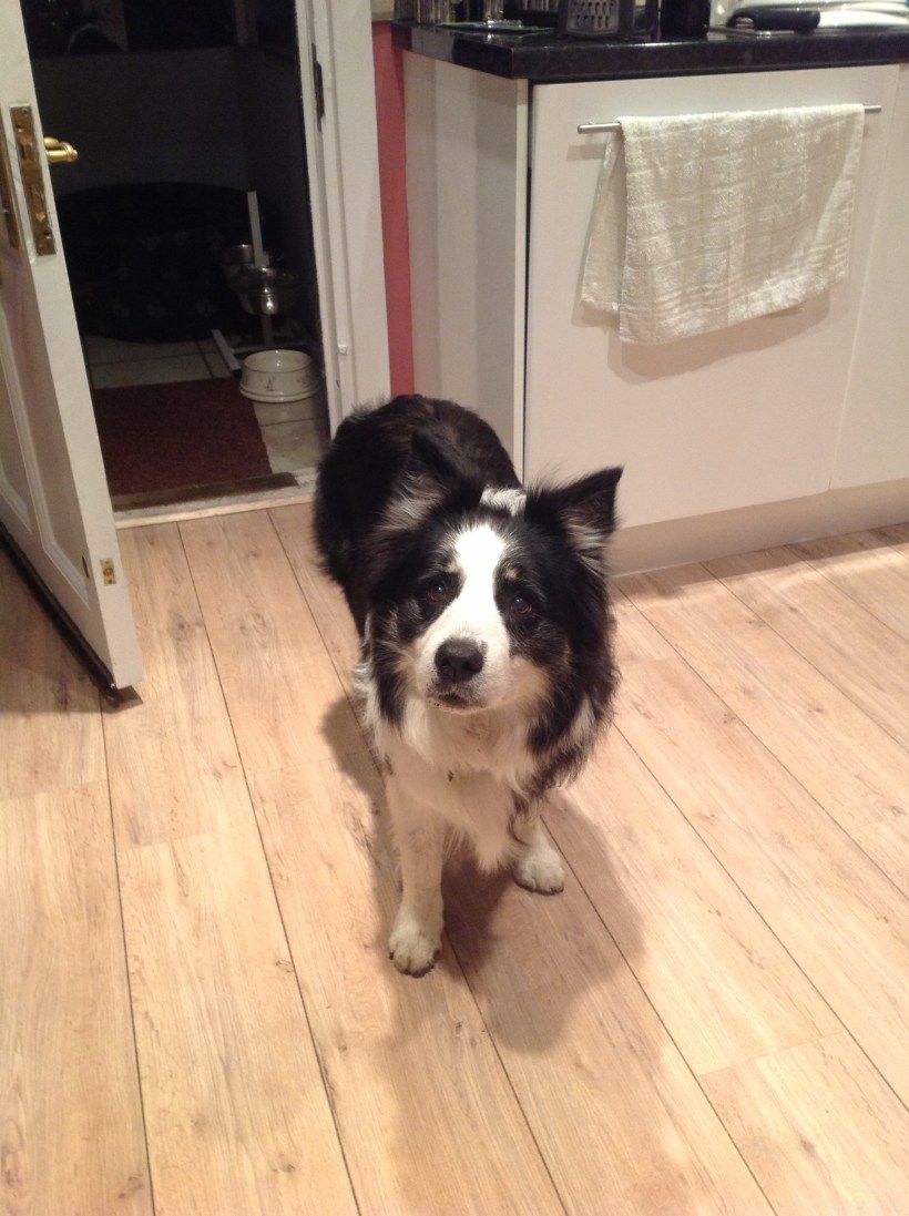 There he is, Bo the Brave. 