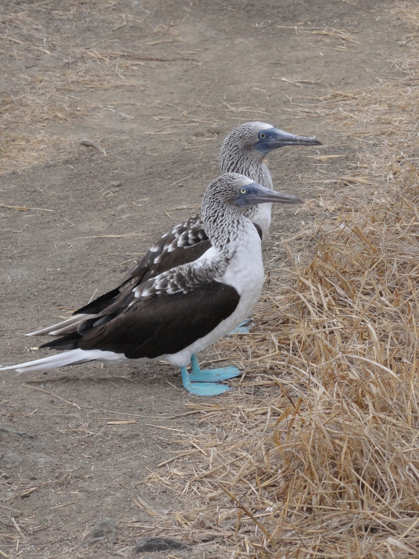 A Blue-Footed Booby couple giving their best profiles for the camera.