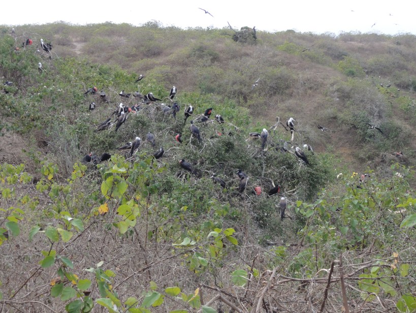 The Great Frigates. I remember seeing on Planet Earth that if you blow up a red balloon next to one of these little ones, he'll puff his chest even larger.