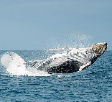 Puerto Lopez whales 